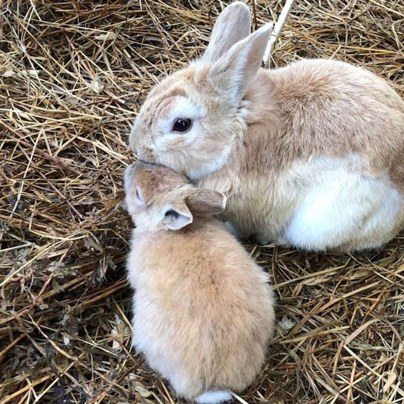 The Strawmen of Agile