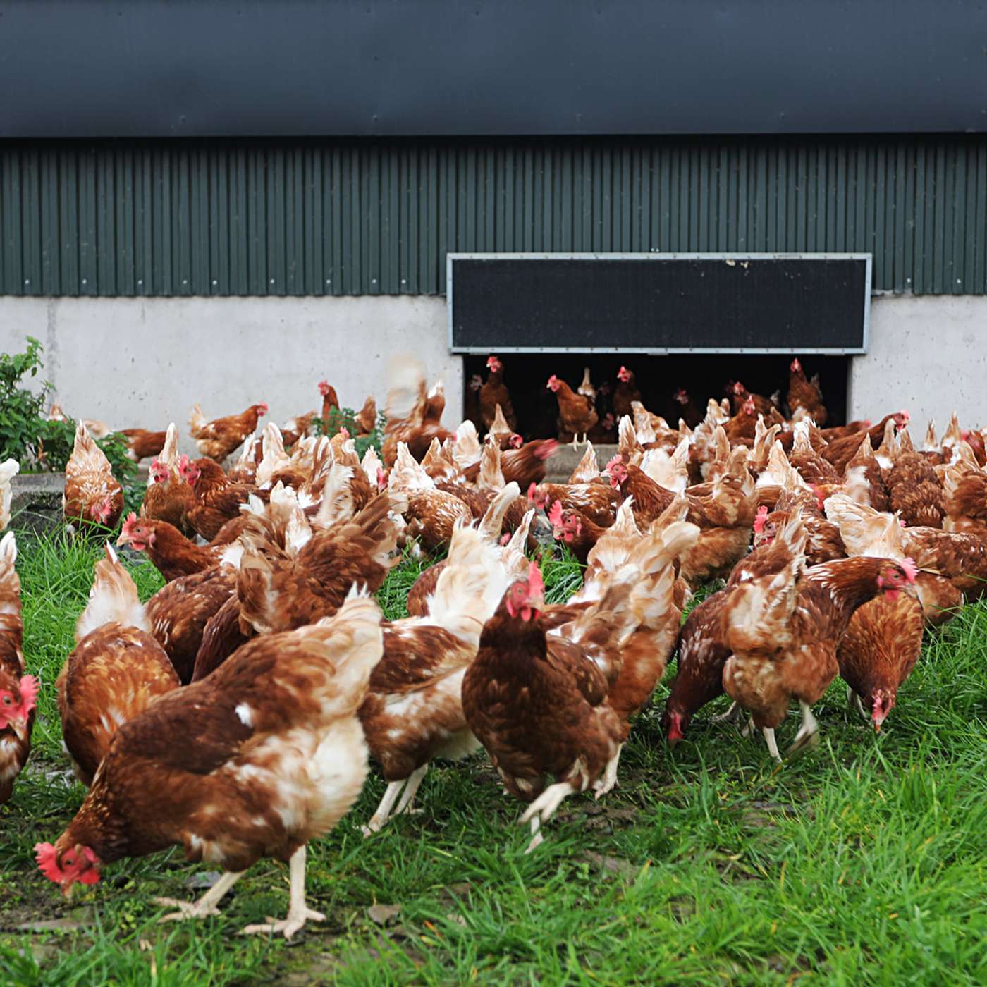 The current market trends for Irish poultry production
