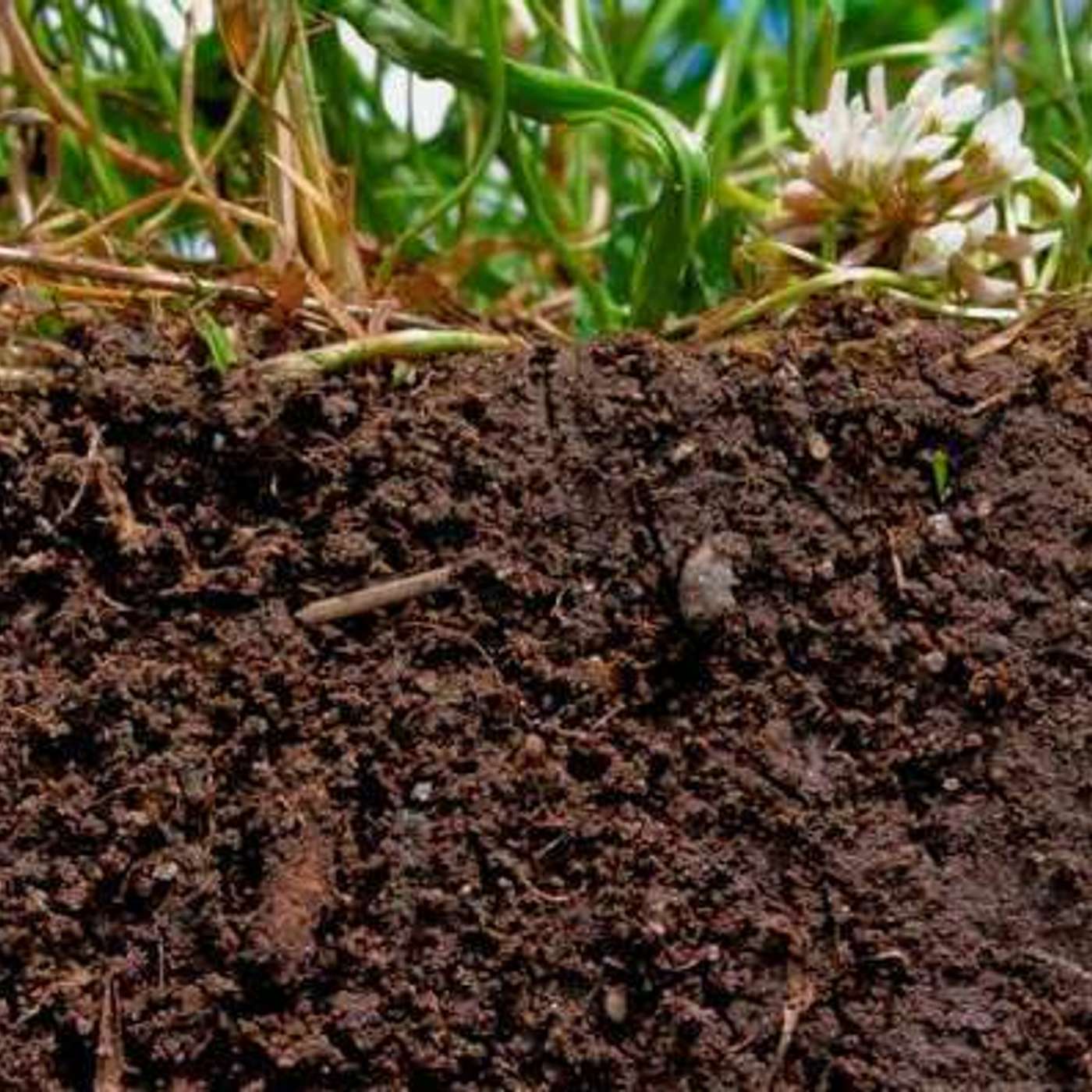 How to keep improving your soil fertility