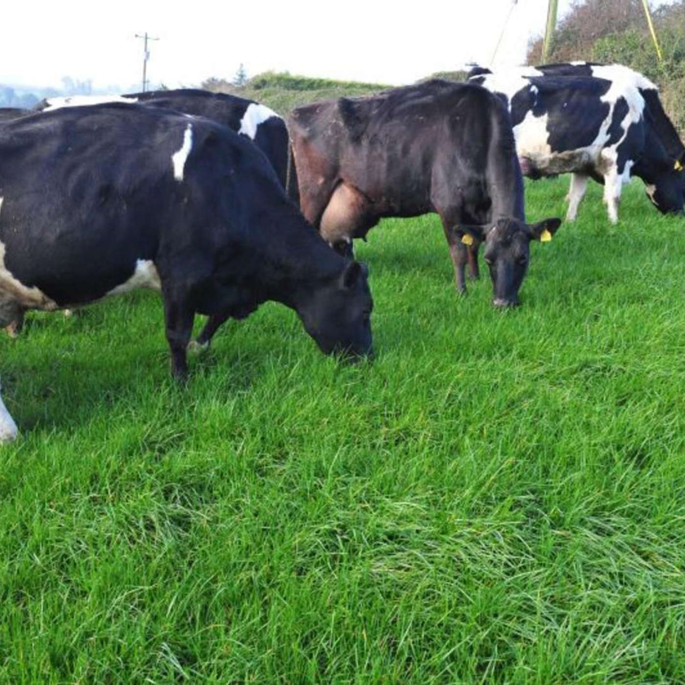 Spring Grazing Update & Advice