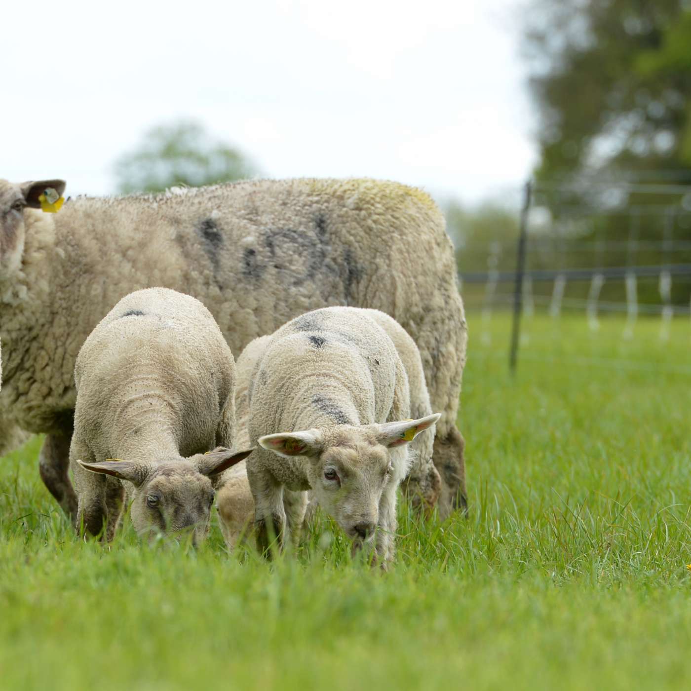 Taking Stock: Ewe Numbers, Markets & the Road Ahead for Sheep Farming Taking Stock: Ewe Numbers, Markets & the Road Ahead for Sheep Farming