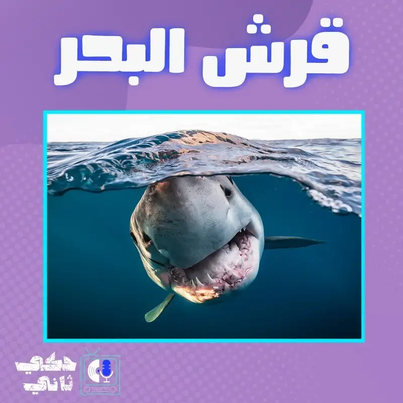مستجدات القرش 