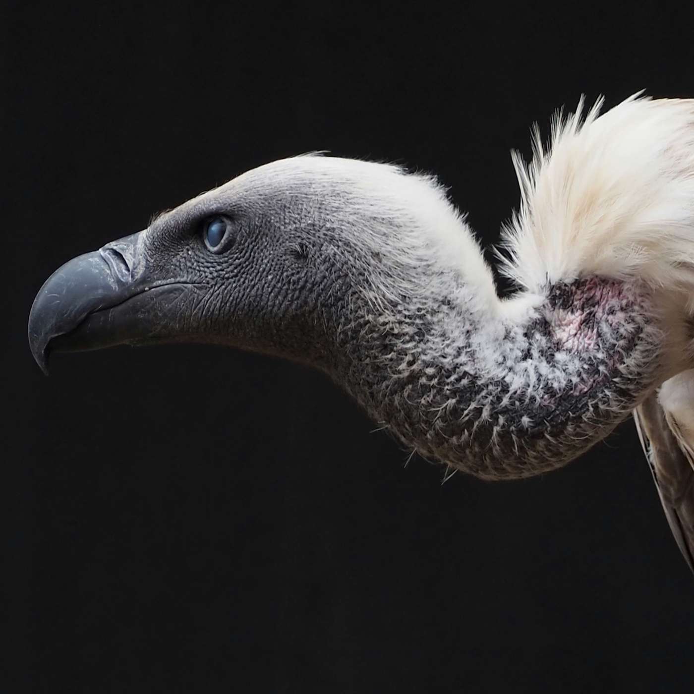 Vulture Capitalism - Exposing the toxic system and how to outgrow it with Grace Blakeley