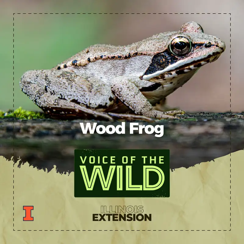 Episode 95: Wood Frog – Voice of the Wild