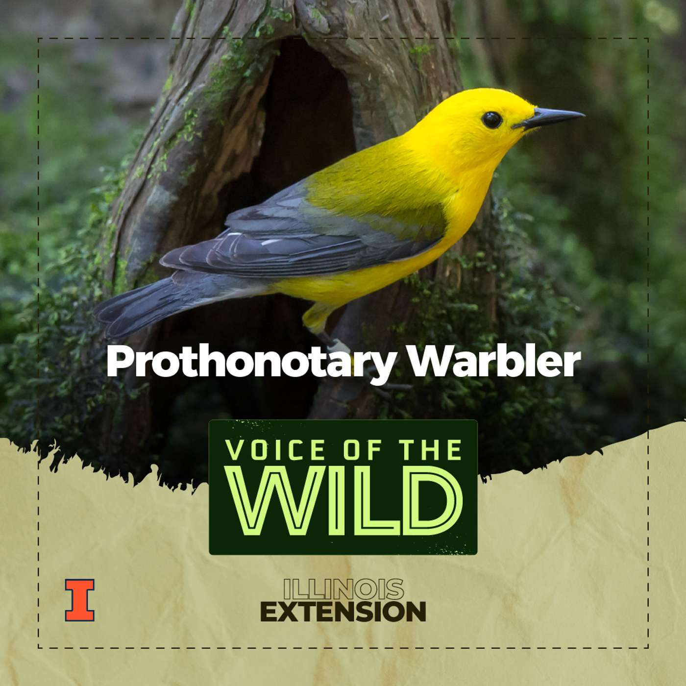 Episode 52: Prothonotary Warbler – Voice of the Wild episode artwork