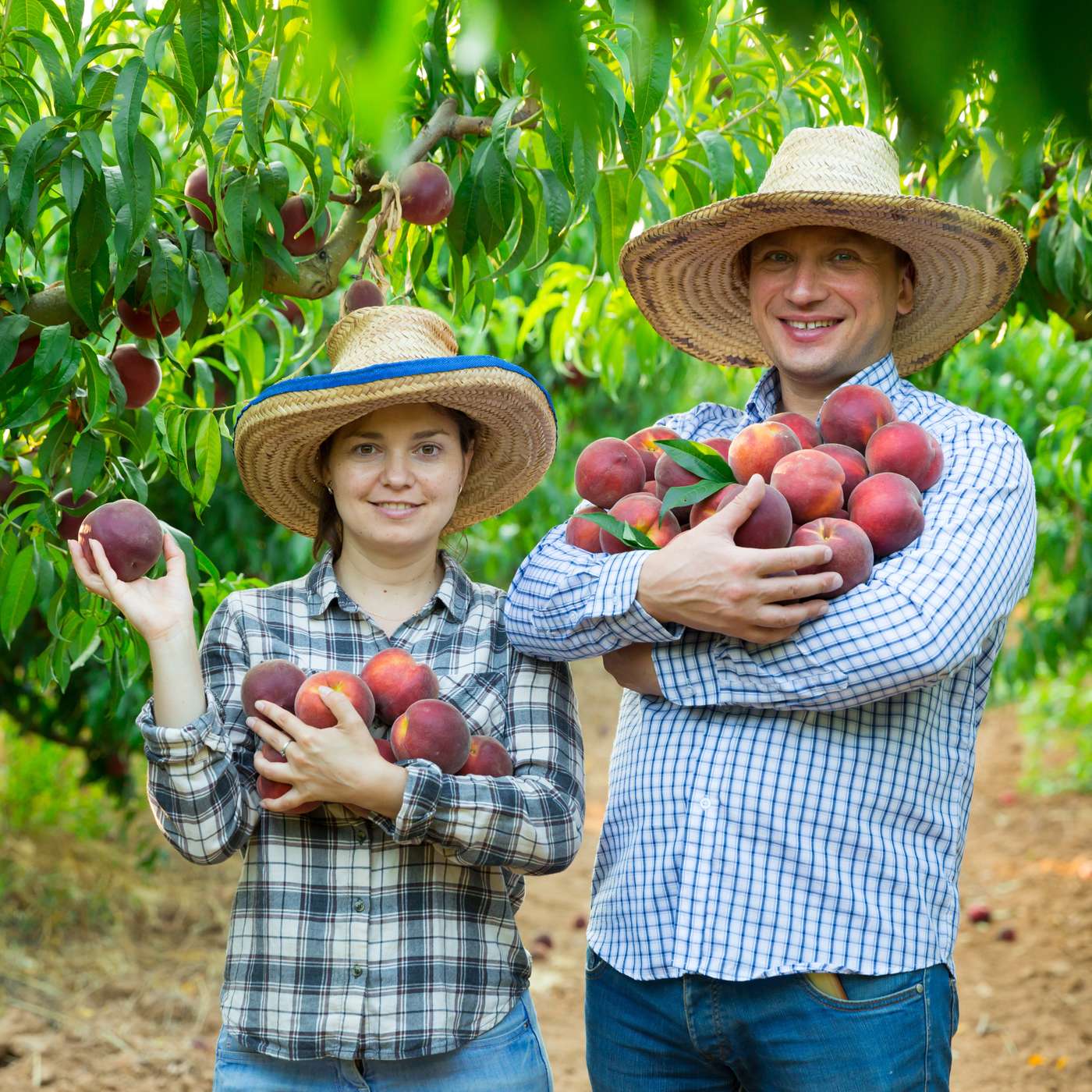 Buying Organic Fruit Trees with Taylor Ingram