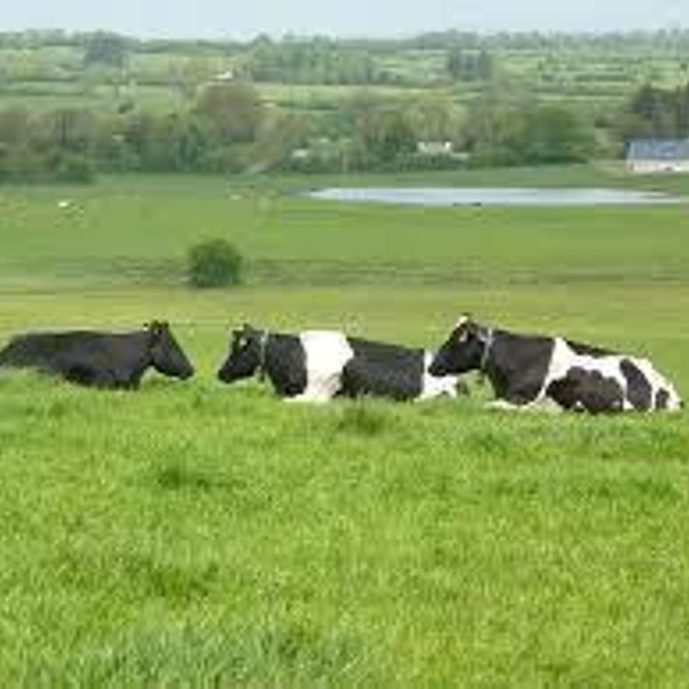 Tips for optimising breeding performance