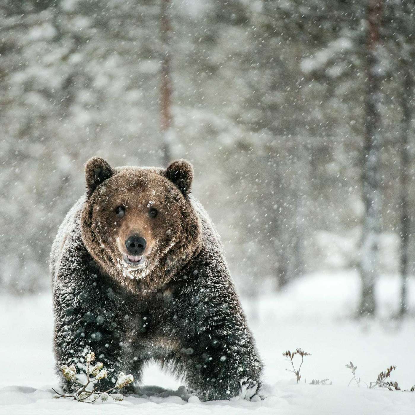 Avoiding Burn Out, Fall Out, Drop Out (and Freak Out): Practical Routes to a whole, healed future with Dan McTiernan of Earthbound