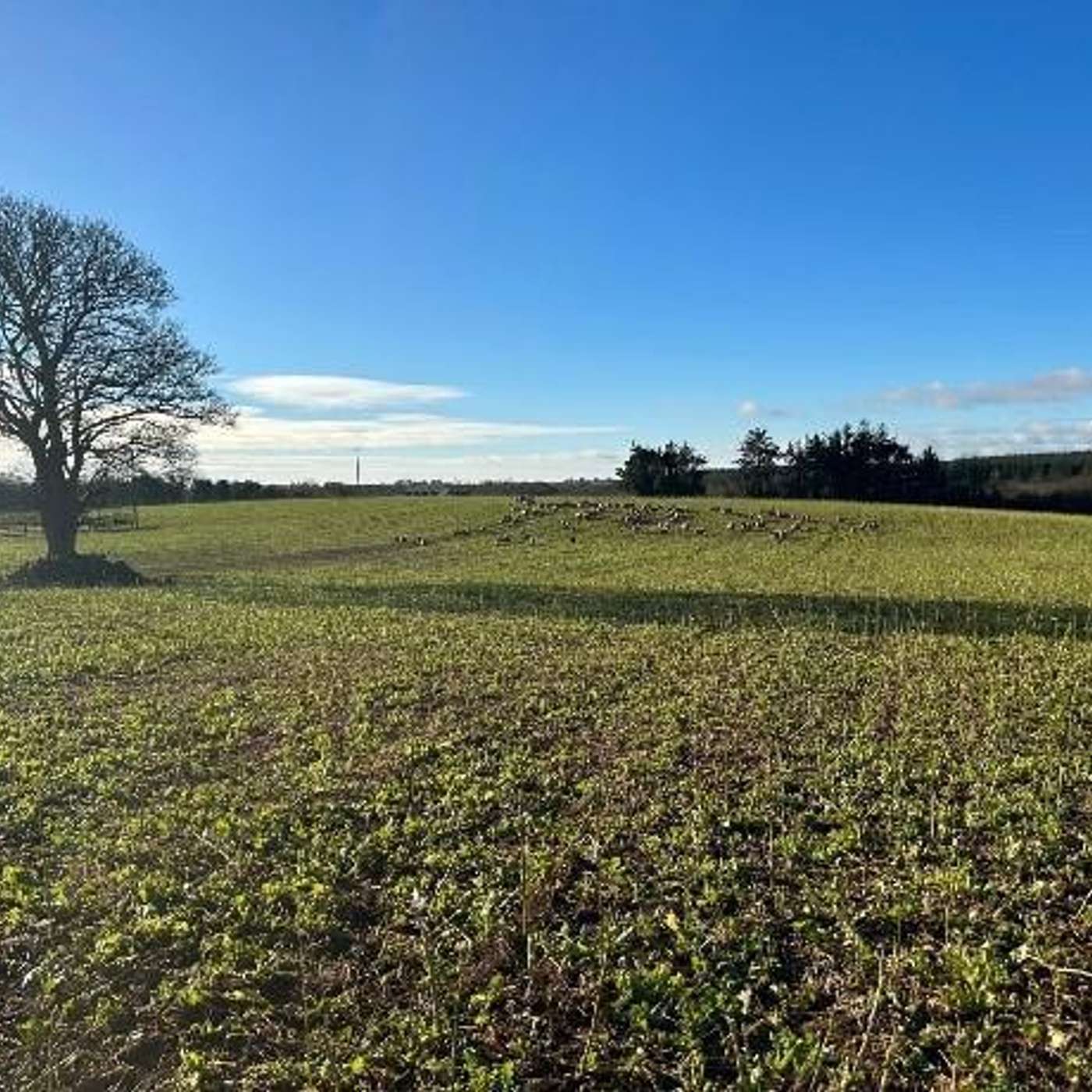 Cover Crop Control Options Explained