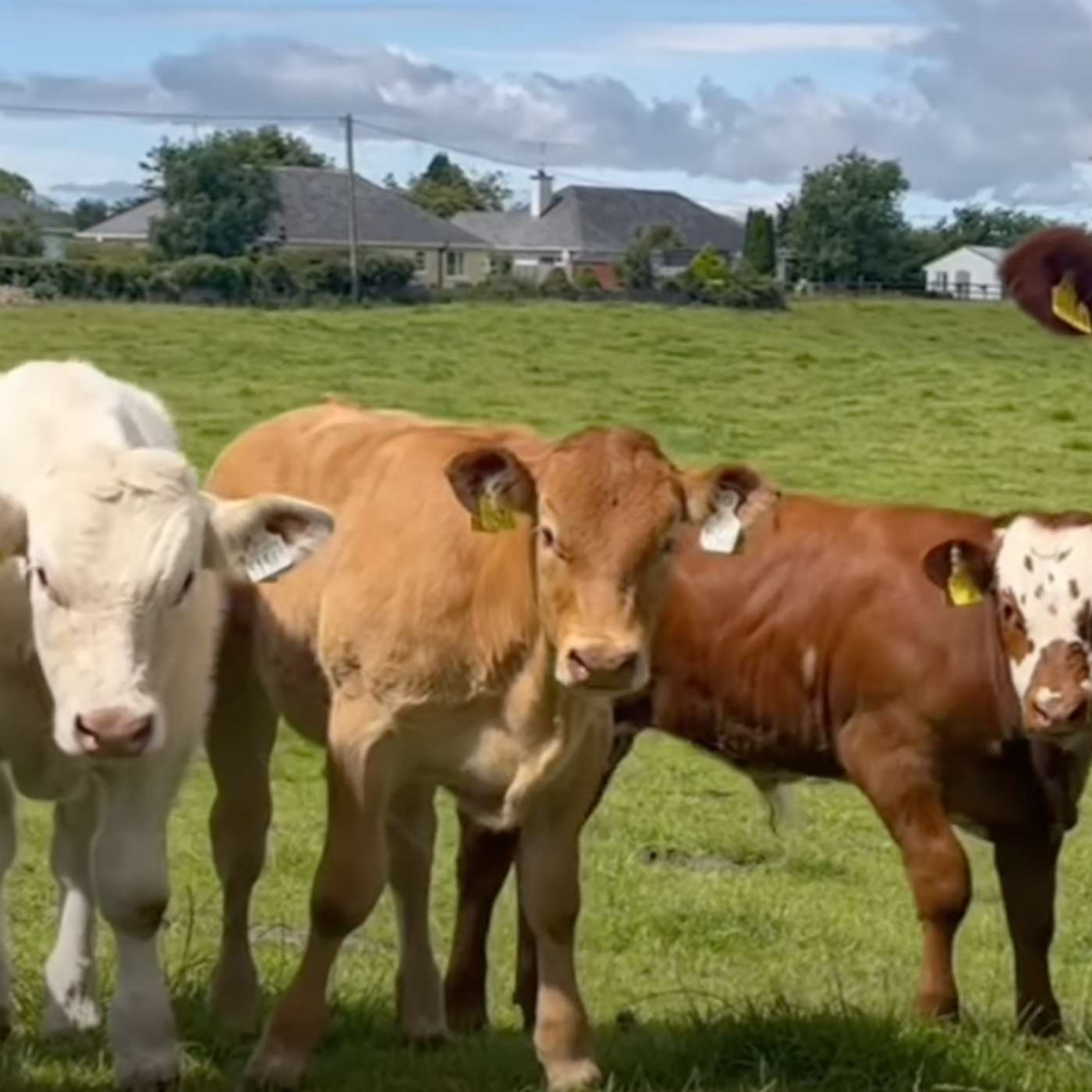 Michael Biggins on his spring calving suckling to weanling system Michael Biggins on his spring calving suckling to weanling system