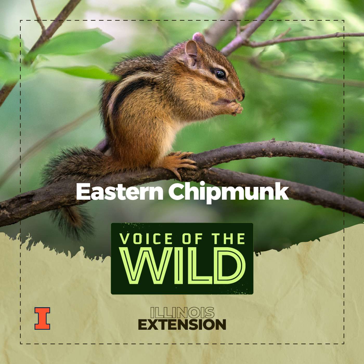 Episode 117: Eastern Chipmunk – Voice of the Wild episode artwork