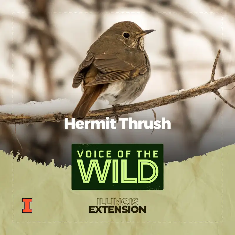 Episode 76: Hermit Thrush – Voice of the Wild