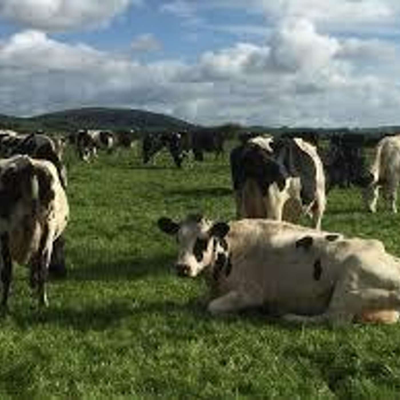 Autumn grazing management guidelines