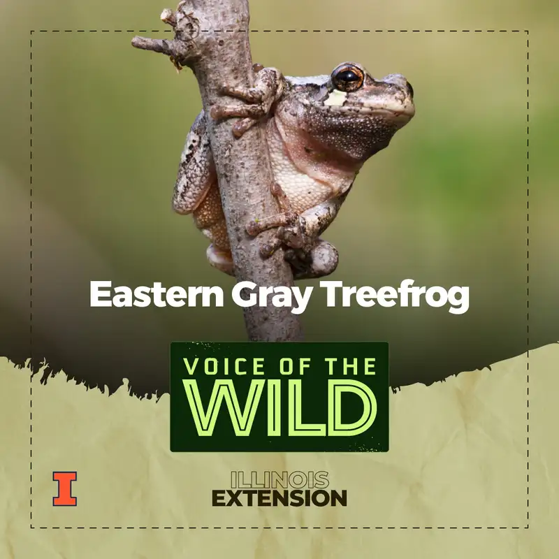 Episode 58: Eastern Gray Treefrog – Voice of the Wild