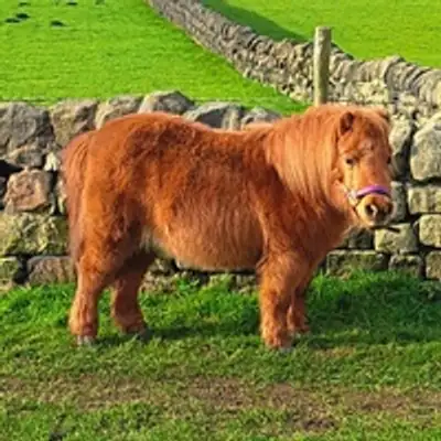 Regular Sized Horse (Small)