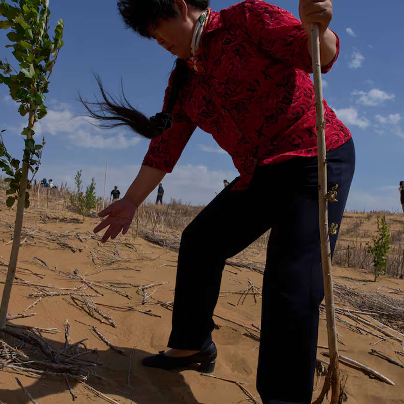 Ex-Soccer Players Face Brain Changes, China's Green Great Wall Struggles, LEQEMBI Autoinjector Promises Home Alzheimer Treatment, Bacterium Eradicates Tumors in Mice, and more...