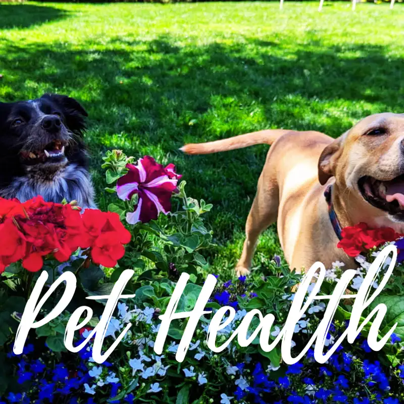 Pet Guide to Health Toxicity