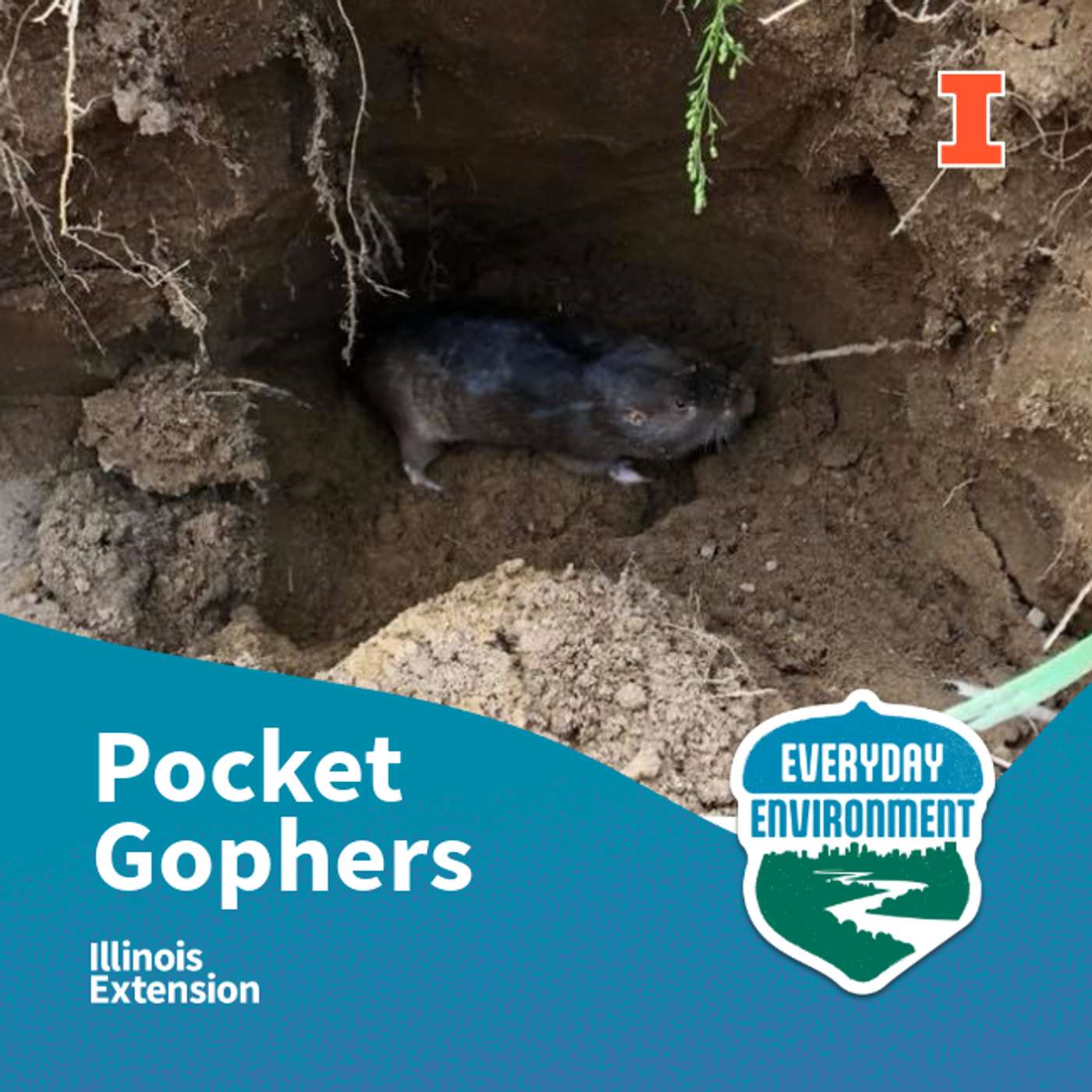 Everyday Environment Podcast