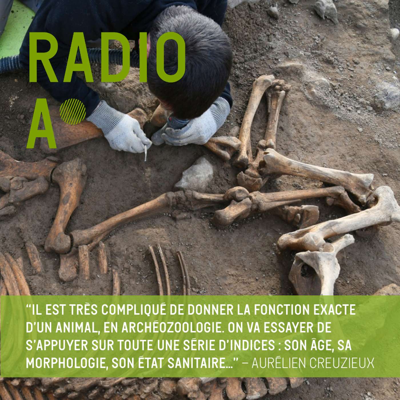 Un cheval sacrifié à Loyasse ?