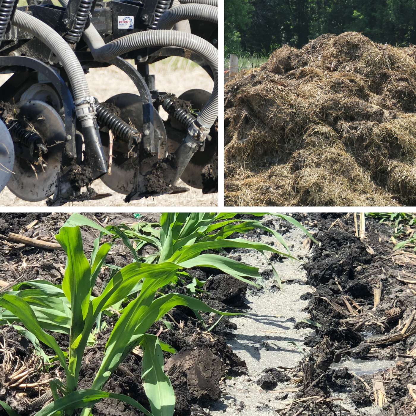 Complexity in manure nutrient availability: Nitrogen, species & bedding