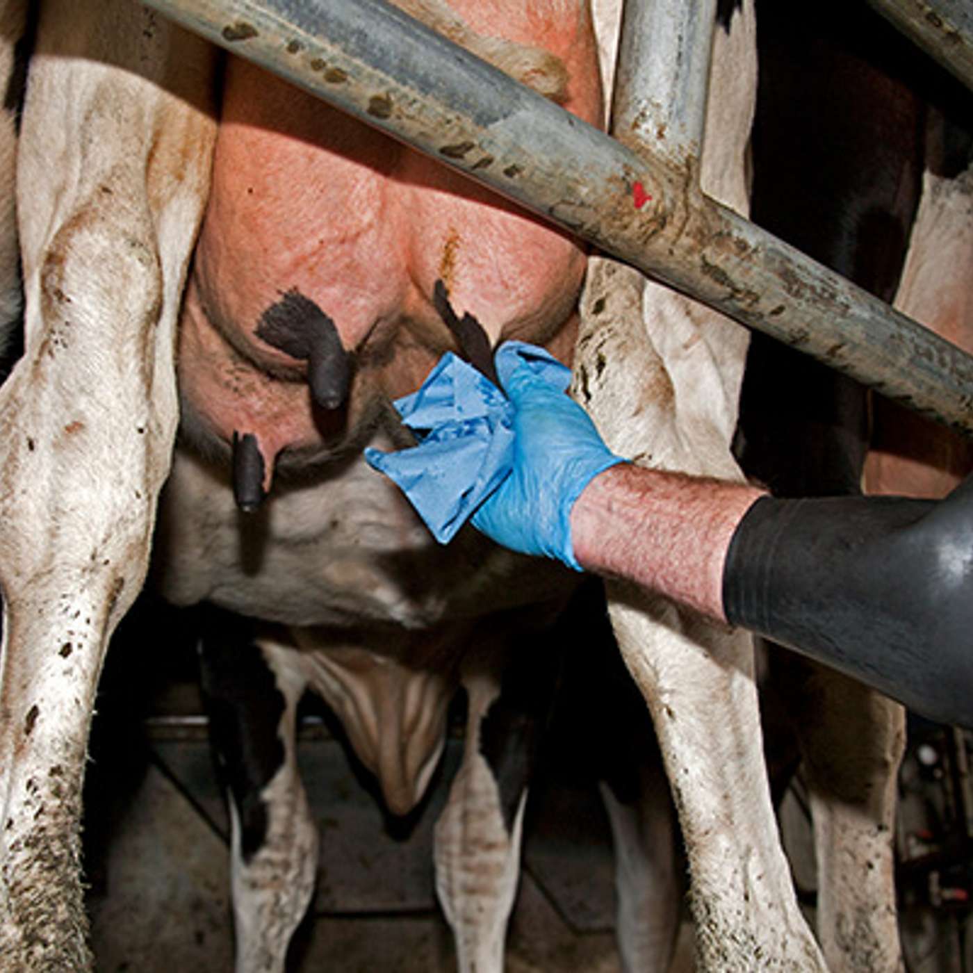 Selective Dry Cow Therapy - excellent management is the key to success