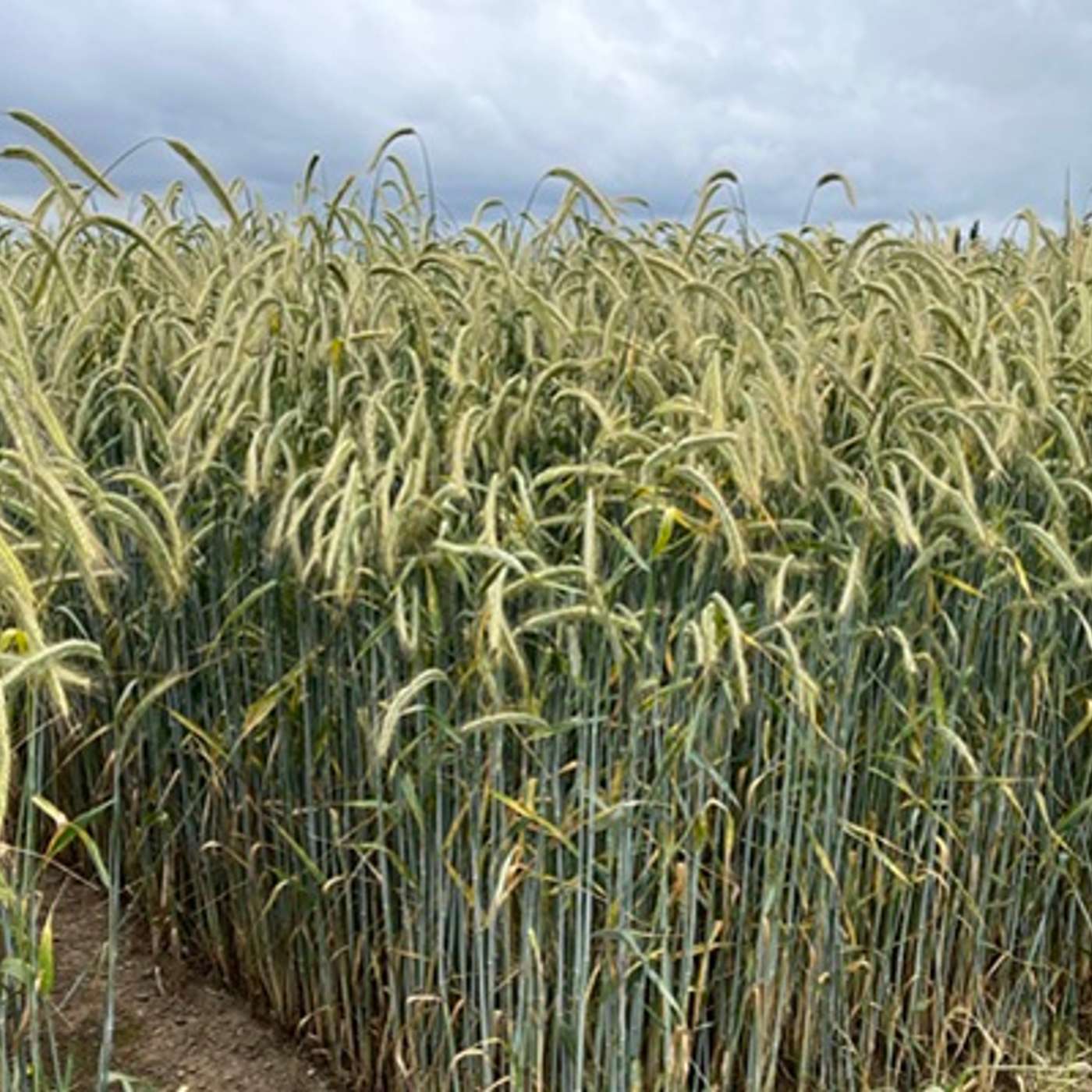 Is rye worth considering this year? Is rye worth considering this year?