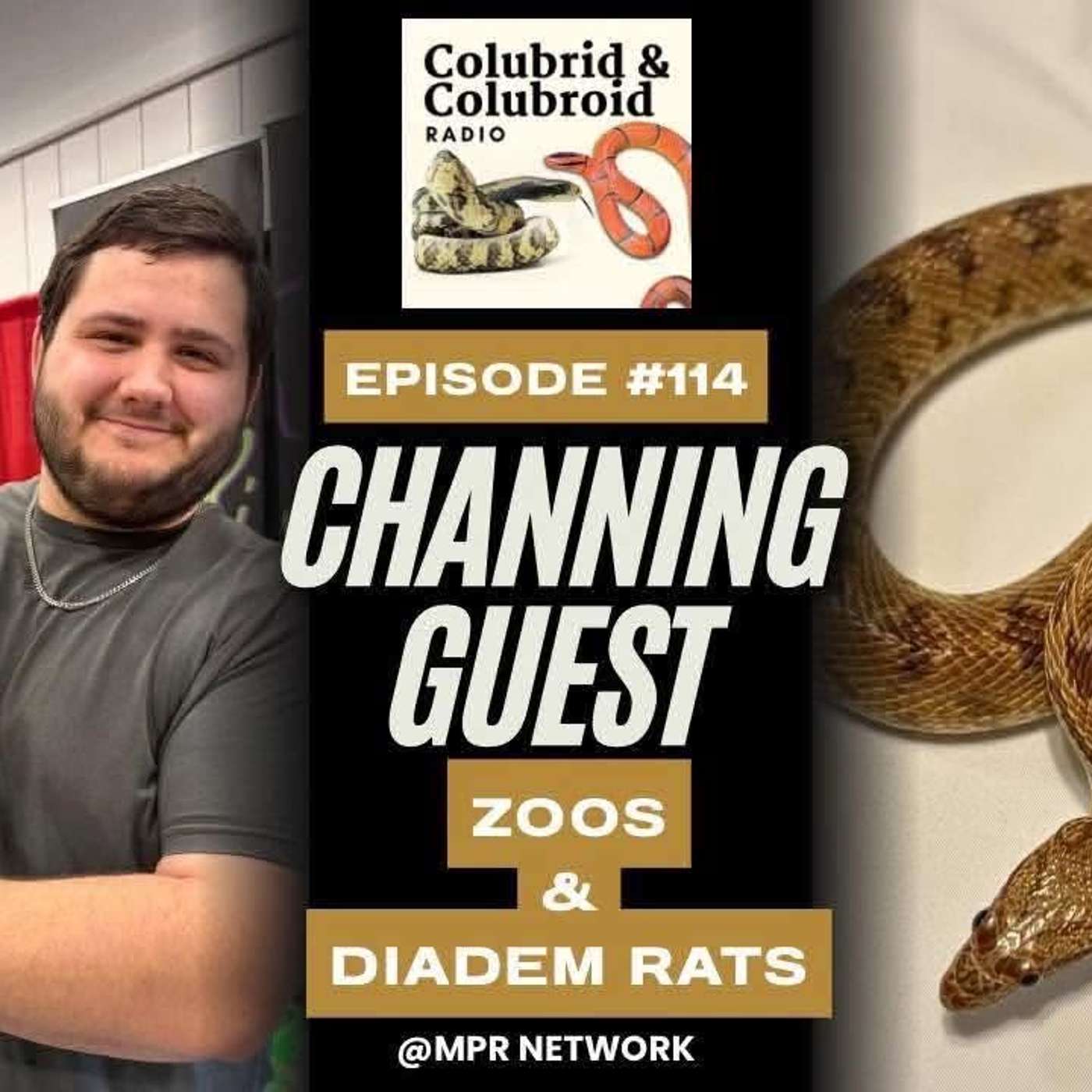 Zoos and Diadem Rat Snakes