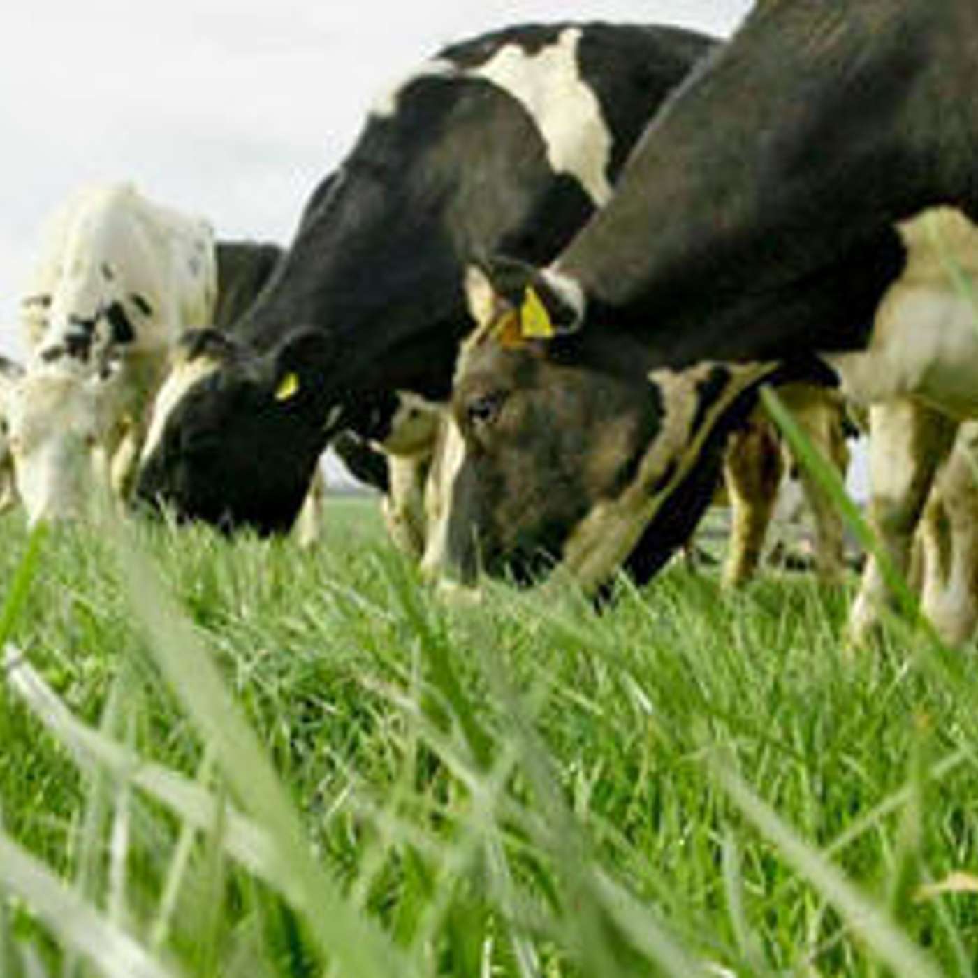 Advice for the current grassland situation on farm