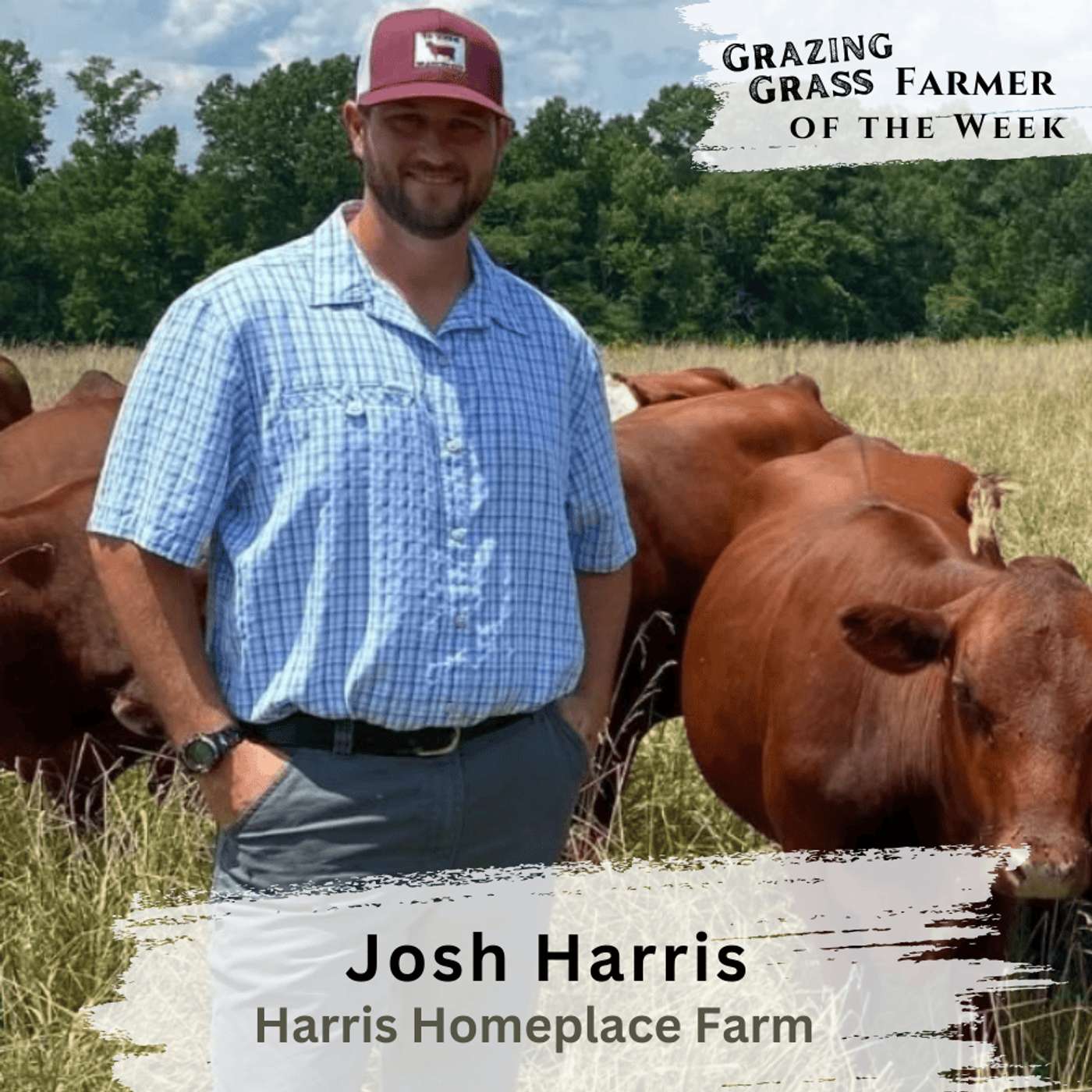 187. Raising South Poll Cattle & Direct-to-Consumer Beef with Josh Harris 187. Raising South Poll Cattle & Direct-to-Consumer Beef with Josh Harris