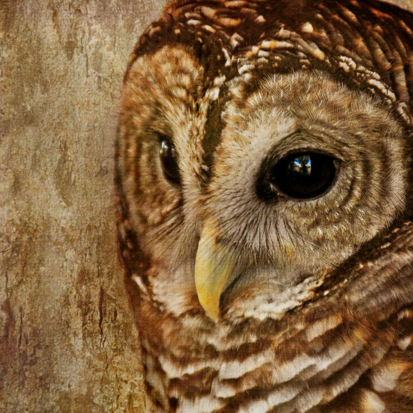 Quivering Anticipation - A Barred Owl Hunts episode artwork