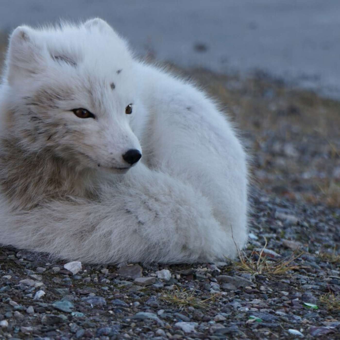 В Финляндии обнаружено первое за 25 лет логово песца