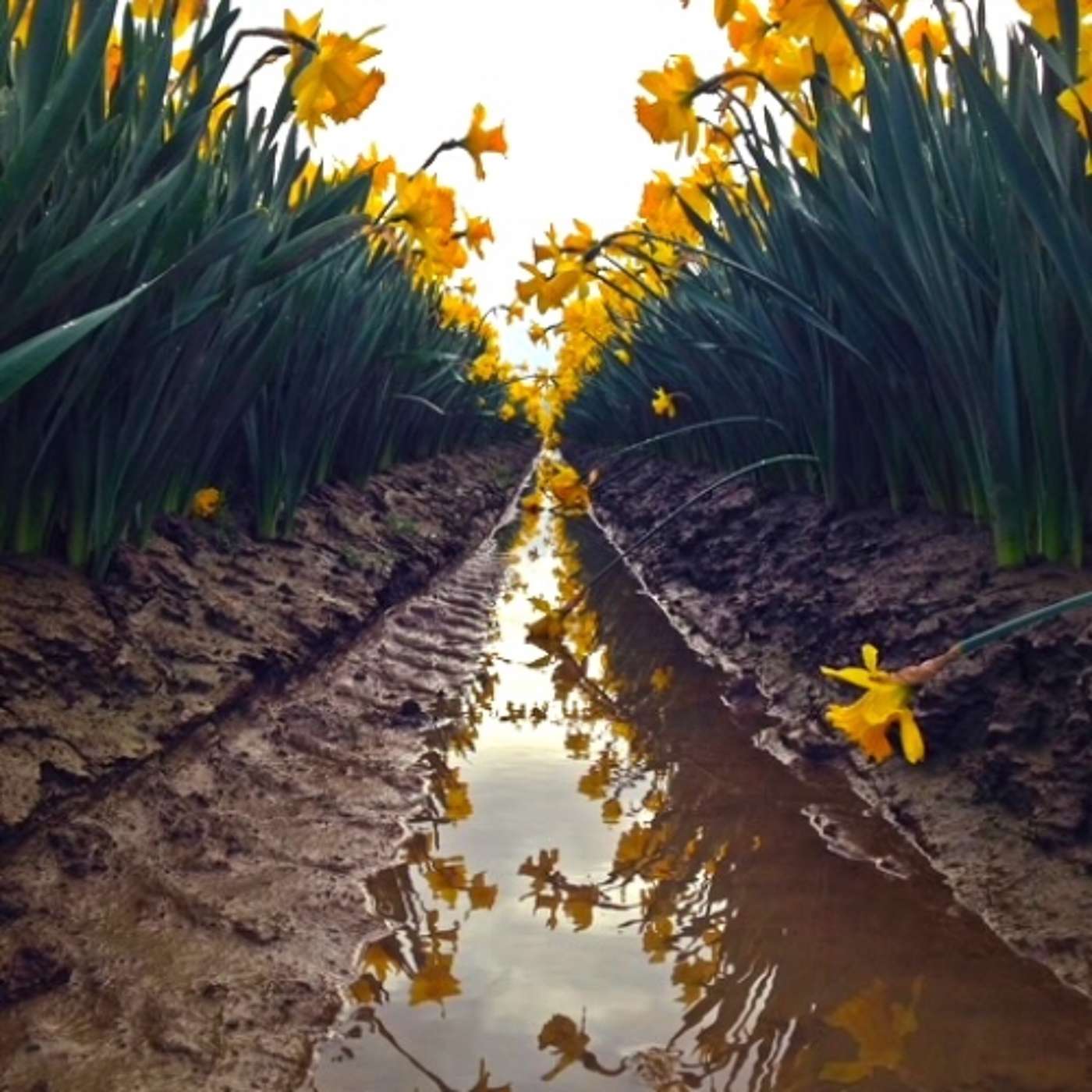 Twice 5 Miles Radio with James Navé