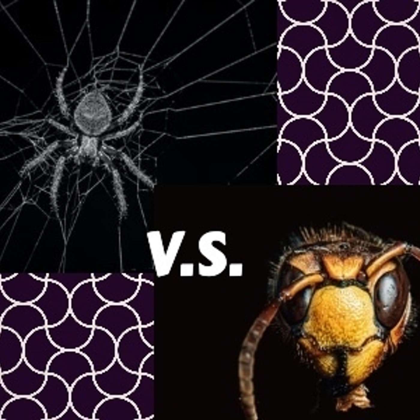The Good Spider vs The Evil Wasp