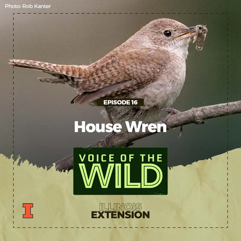 Episode 16: House Wren – Voice of the Wild
