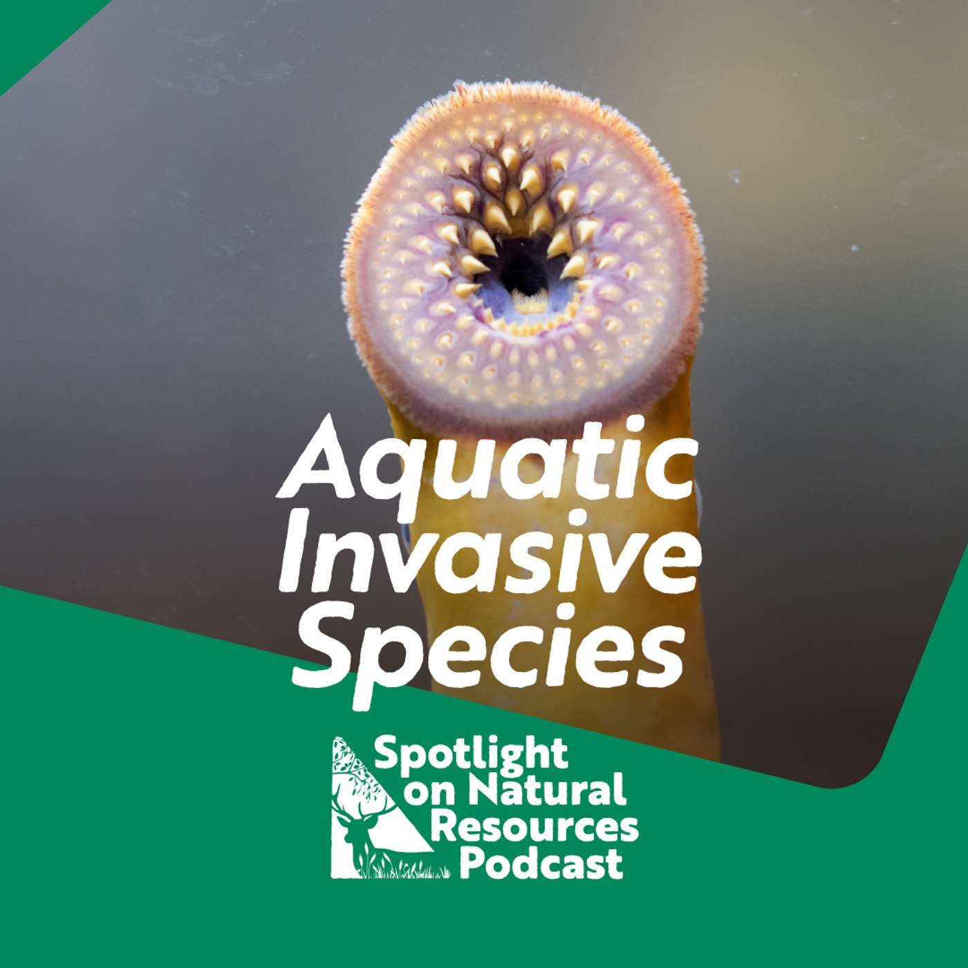 Creepy Carp and Sea Lamprey, Aquatic invasives in Lake Michigan (the Halloween episode)