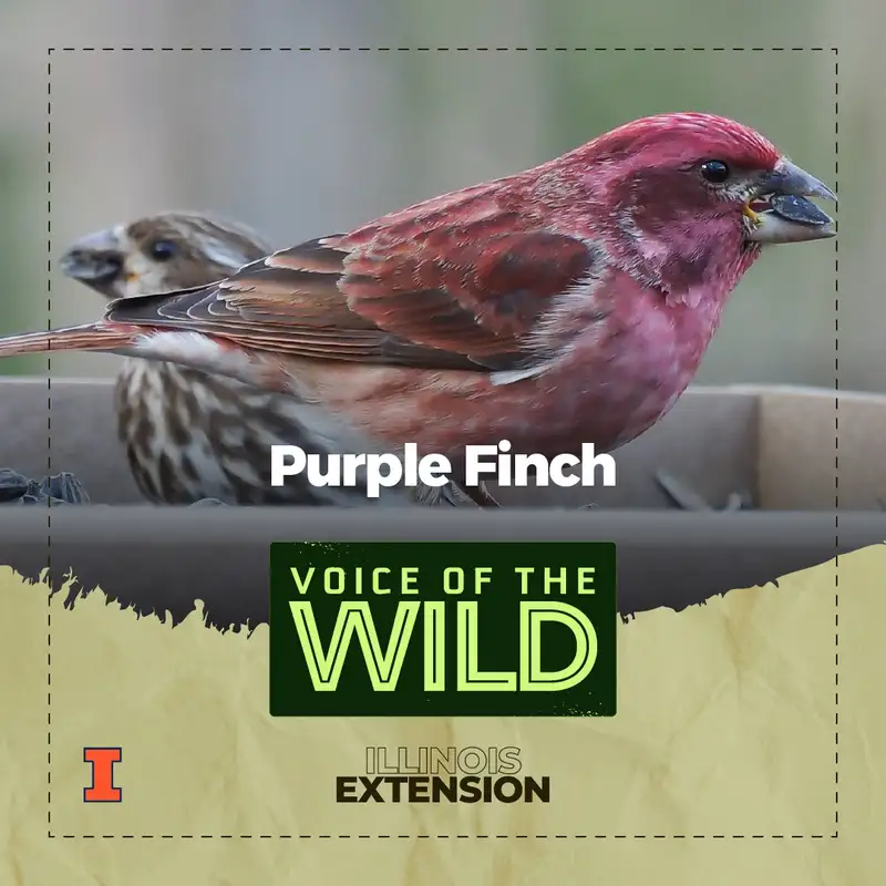 Episode 82: Purple Finch – Voice of the Wild