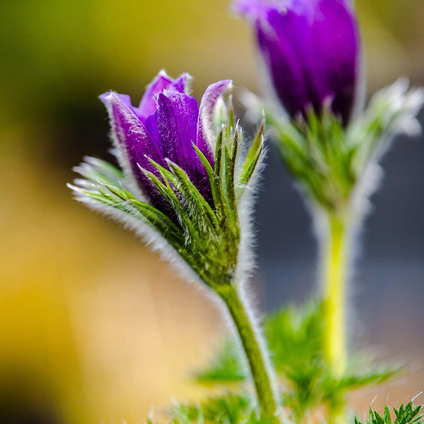 Sleep Episode - Observing Changing Seasons in the Woods Sleep Episode - Observing Changing Seasons in the Woods