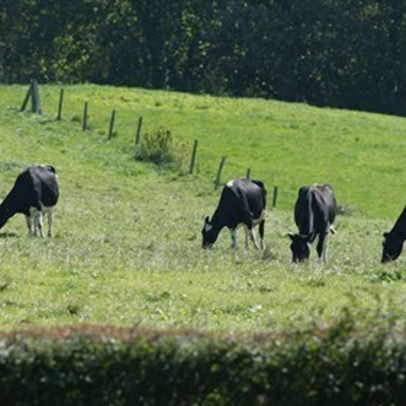 Tips to improve the quality of grazing swards