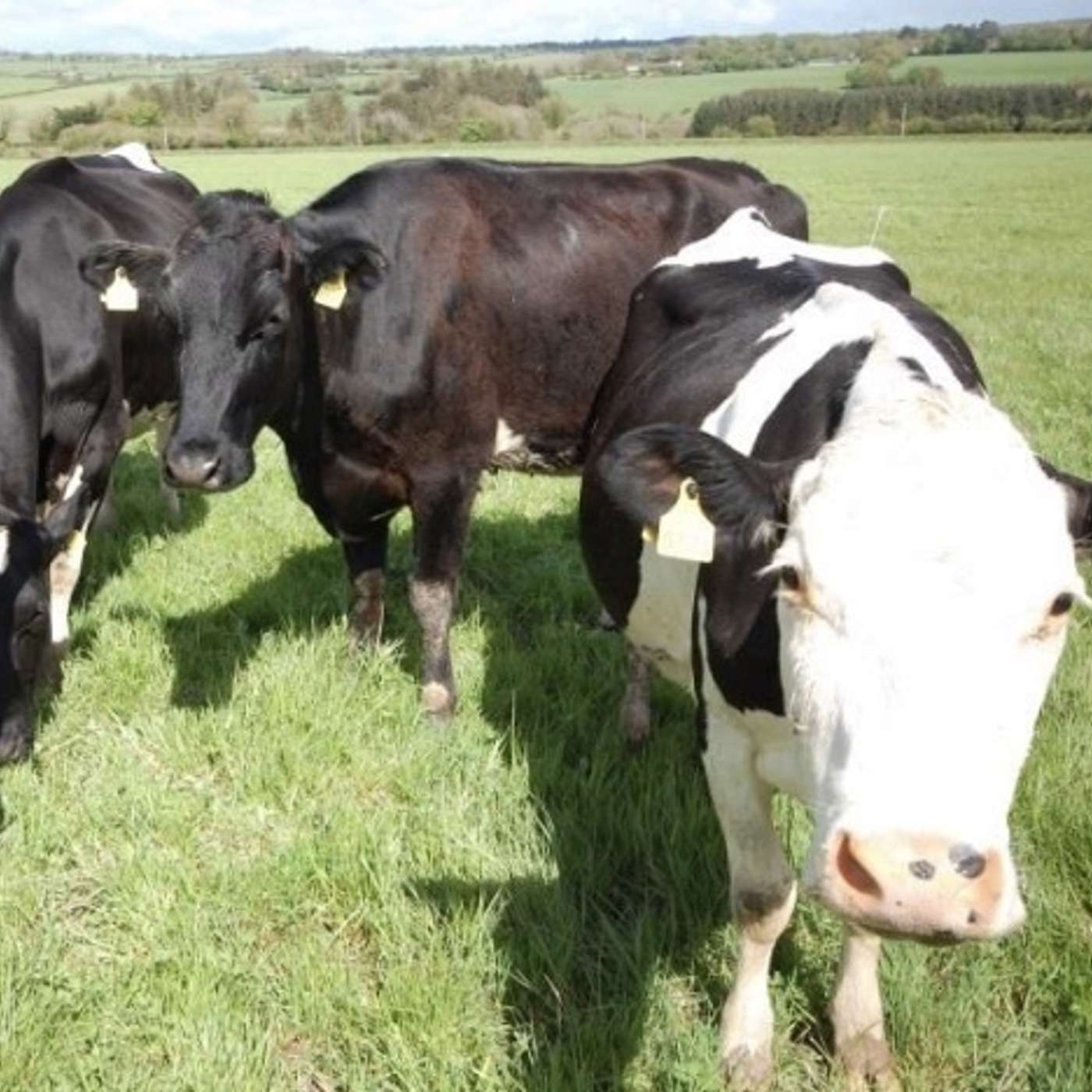 Is organic dairy farming for you?