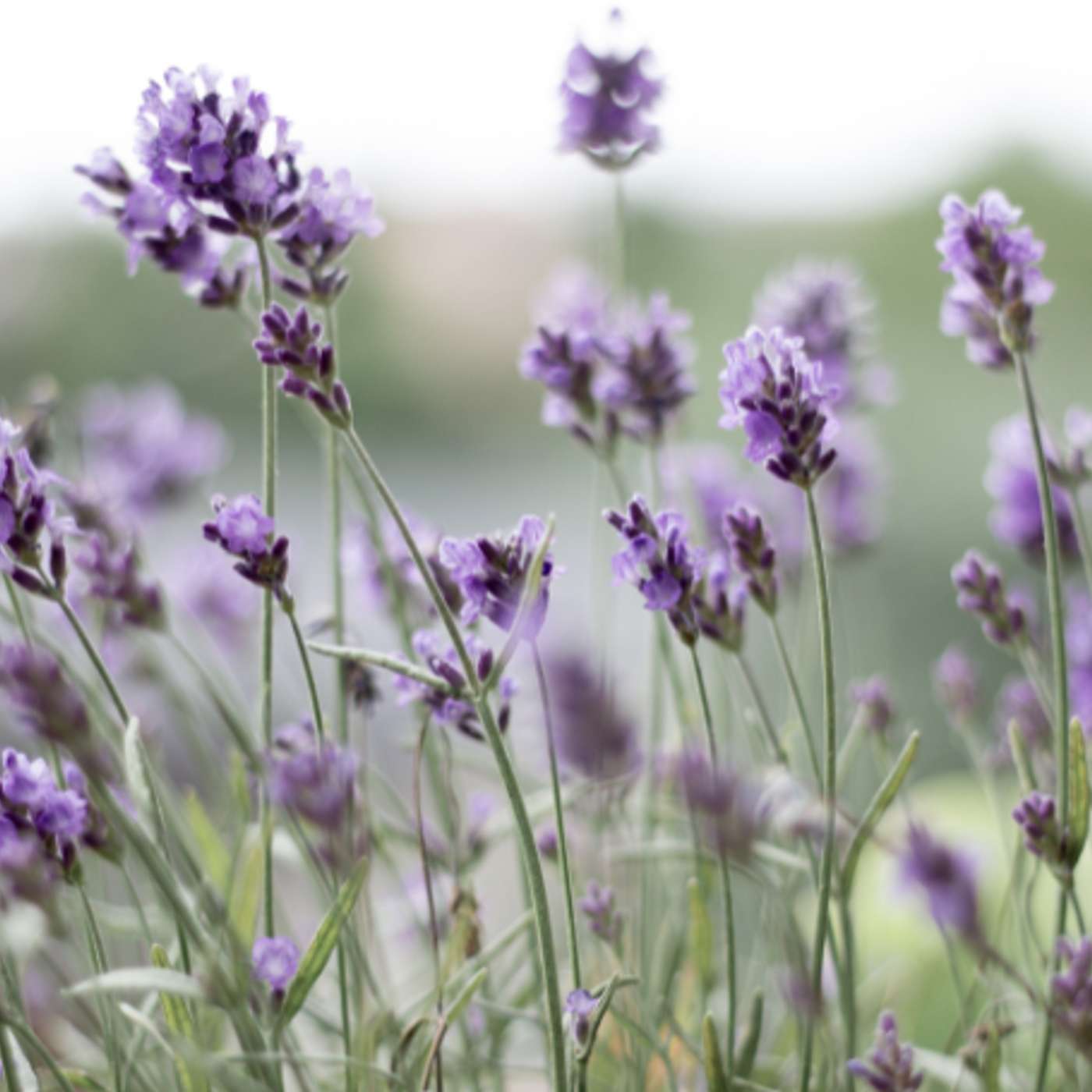 Karmels hage | Trosbekjennelsen | Episode 31 | «Jeg tror på Jesus Kristus»