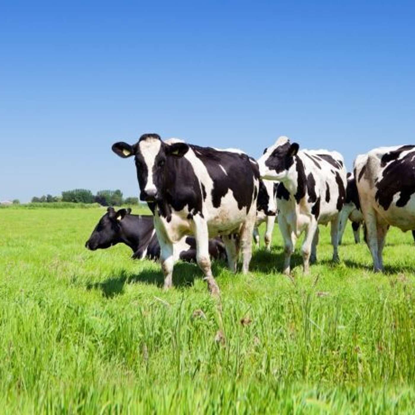 The Surveillance and Early Detection of Disease in Ireland’s National Herd