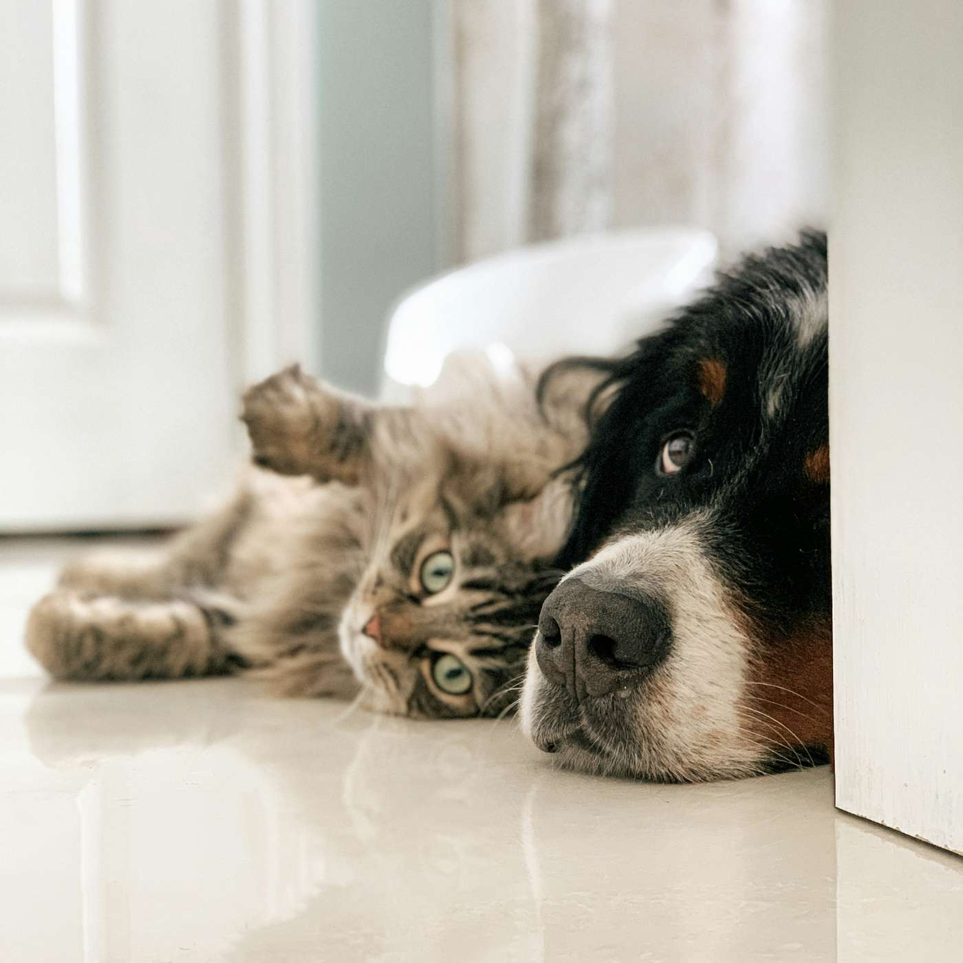 L'animal de compagnie, un membre de la famille ?