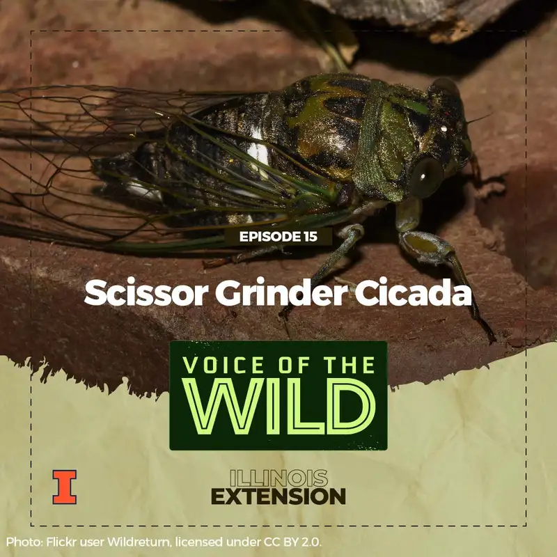 Episode 15: Scissor Grinder Cicada – Voice of the Wild