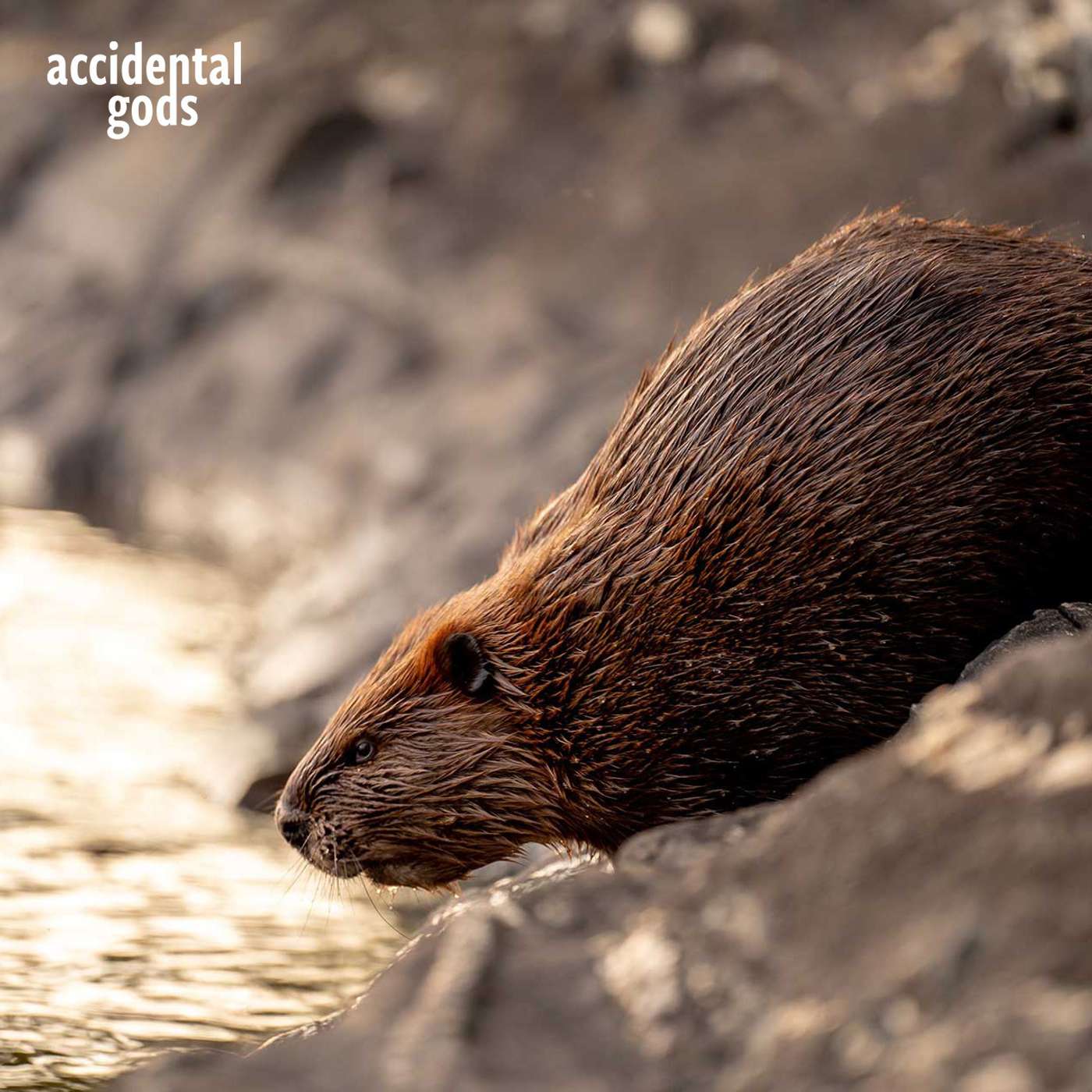 Beaver ReWilding: Gateway to Transformation - with Eva Bishop of the Beaver Trust