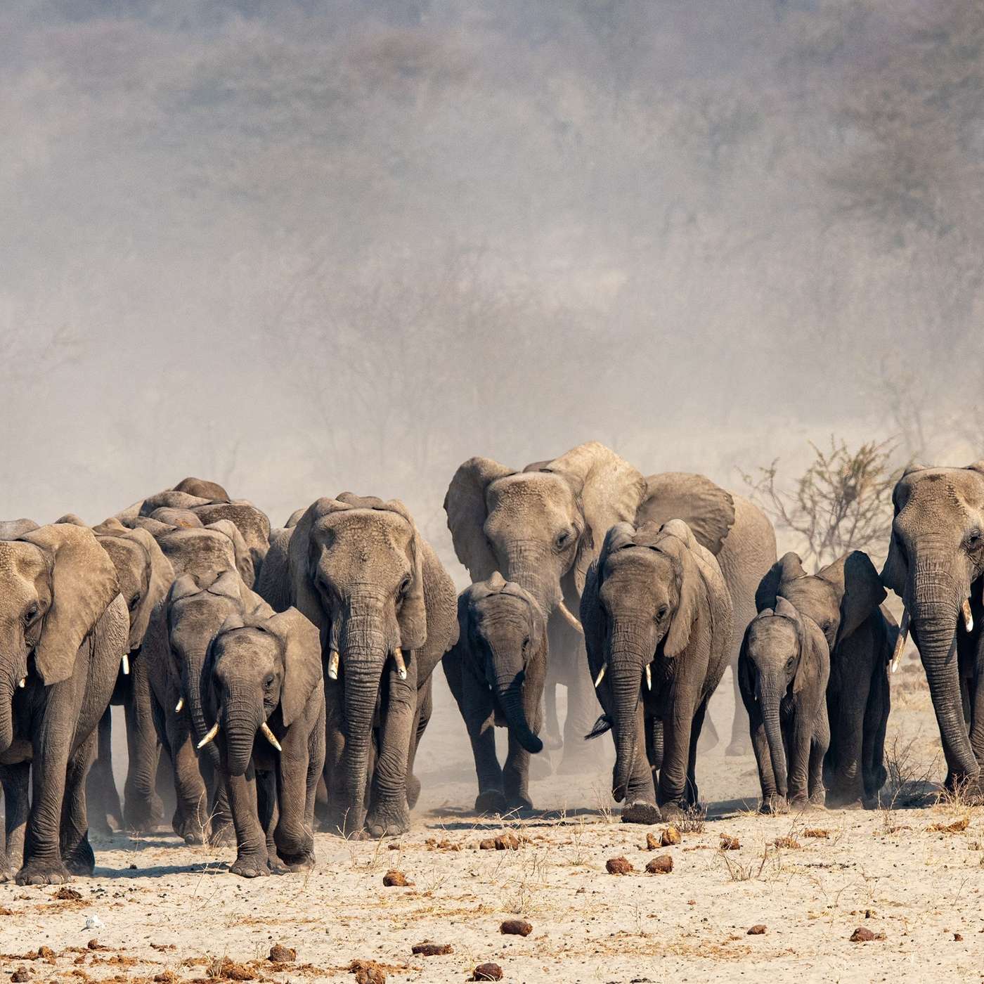 Desert survivors Desert survivors