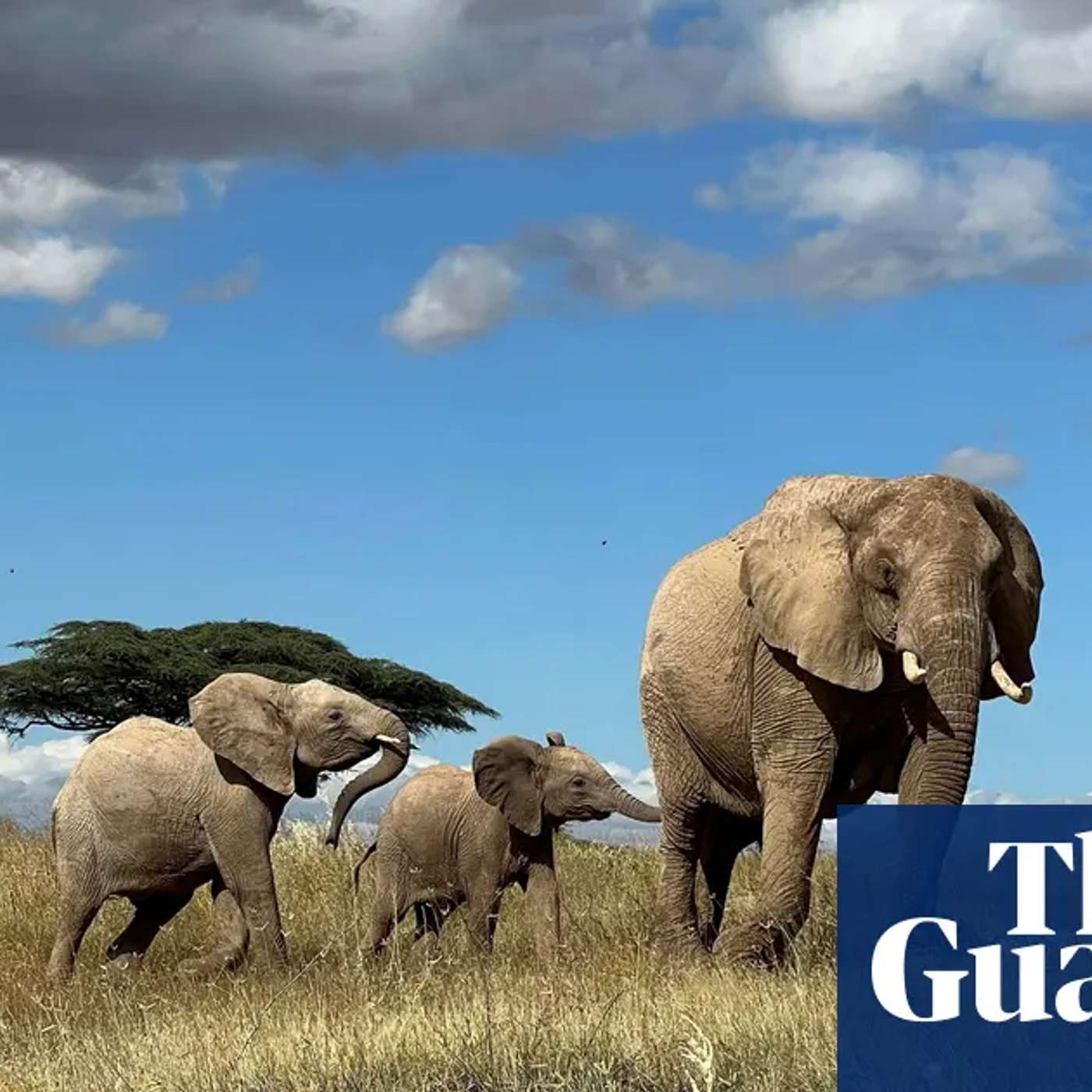 Elephants Communicate with 'Names', FDA Approves Eli Lilly's Alzheimer's Drug, Frost Discovered on Mars, Interstellar Clouds and Ice Ages, and more...