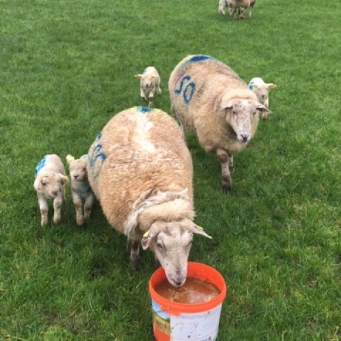 Weather Challenges and Flock Management Strategies Weather Challenges and Flock Management Strategies