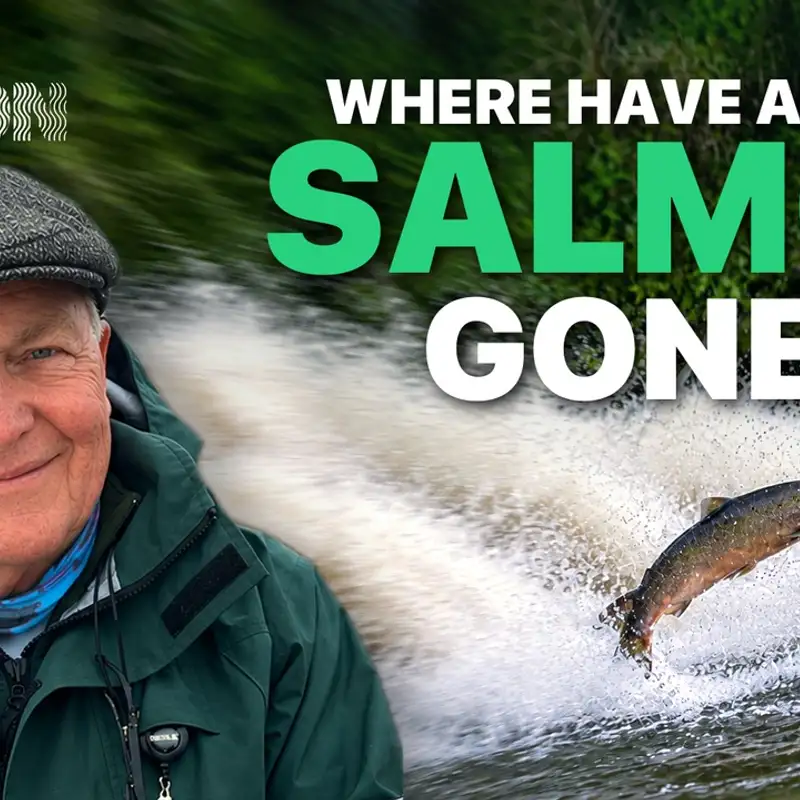 Where have all the salmon gone?