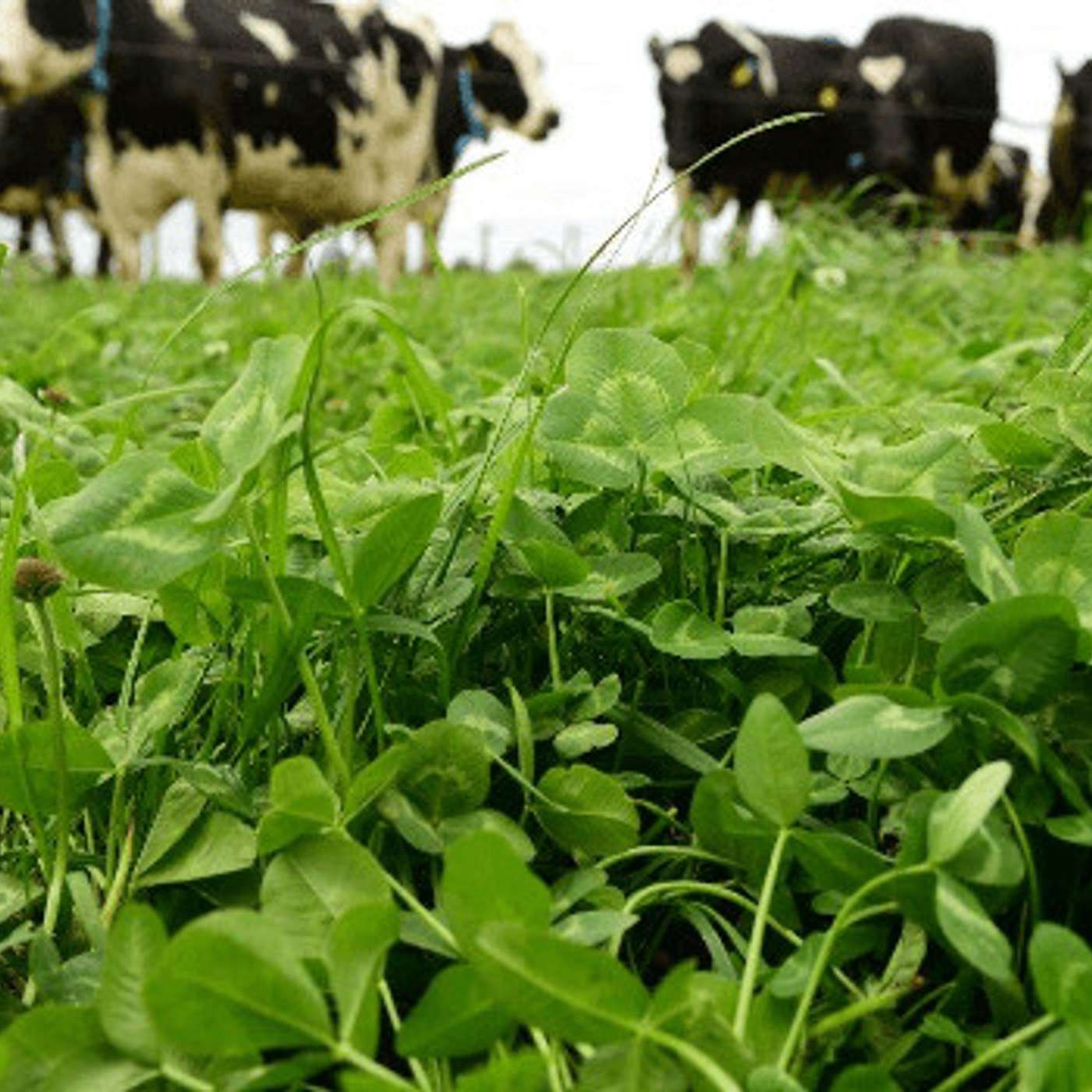 How to establish white clover in grazing swards
