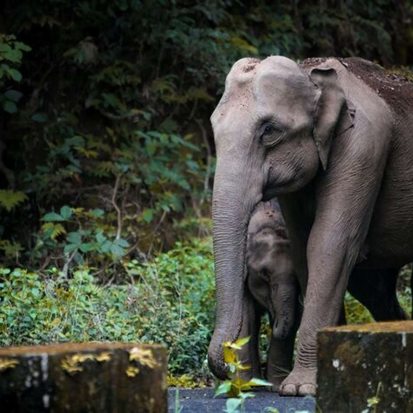 Bandipur National Park: Former hunting grounds of the Mysore Maharaja episode artwork